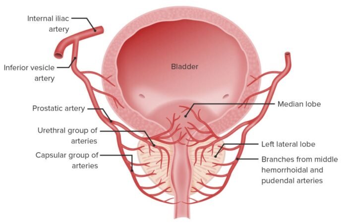 anatomia-vascular-prostata Anatomia vascular do plexo prostático